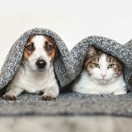 Hund und Katze unter einer Decke